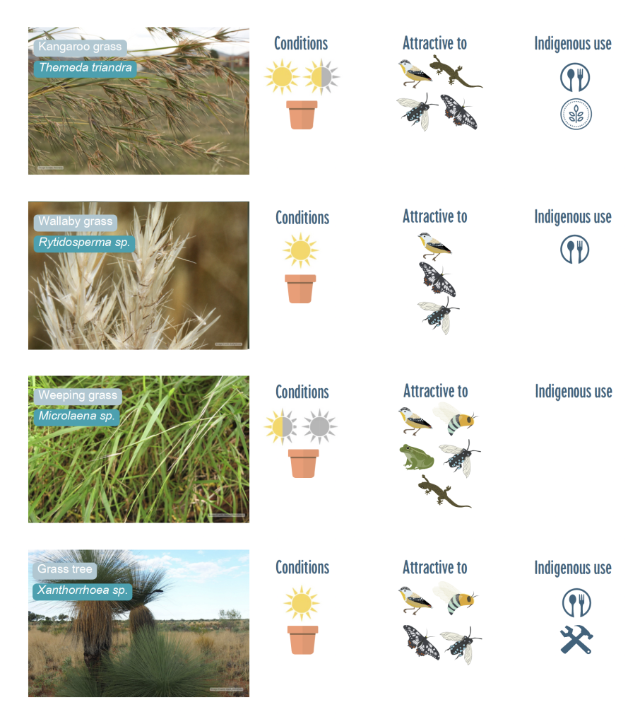 australian native plant guide